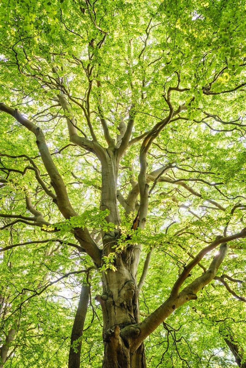 Tree Trimming and Palm Pruning